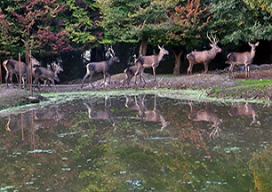 گزارش تصویری/ پارک جنگلی قرق زیستگاه گوزن ایرانی
