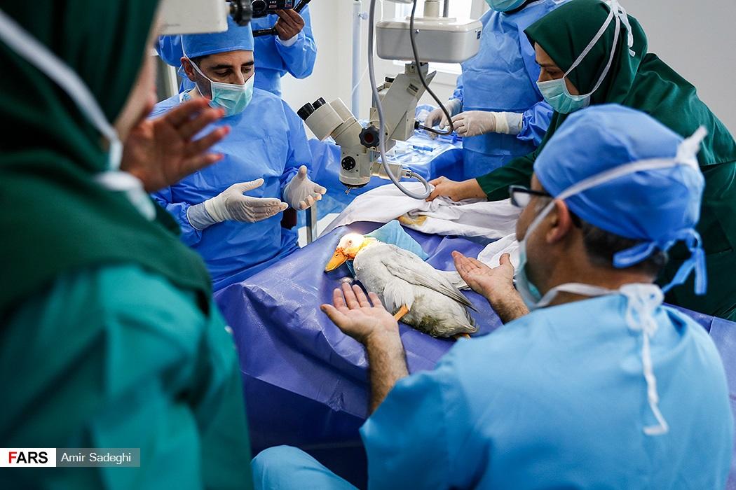عکس/ نخستين عمل آب مرواريد چشم اردک در جهان در ایران
