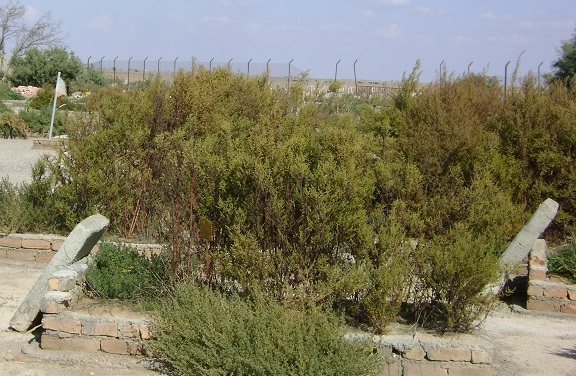 عکس مزار شهدای اهل سنت بندرترکمن قبل و بعد مطالبه گری توسط مدیریت پایگاه عدالت خواهان