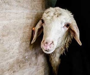 گوسفند عجیب در آفریقای جنوبی +عکس