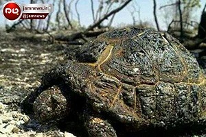 عکس/ زنده سوختن جانداران در جنگل های اندیمشک