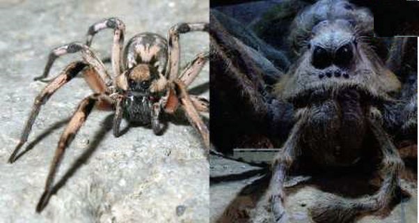 ردپای عنکبوت غول پیکر هری پاتر در ایران 