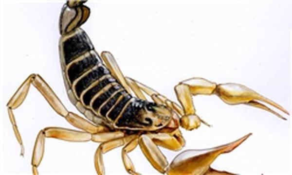 75درصد از آمار فوتی بر اثر گزیدگی جانوران سمی در سه استان کویری 