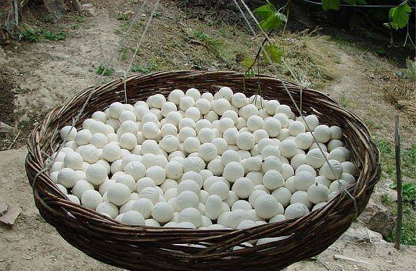 چرا شب‌ها نباید ناخن گرفت؟/ بهترین روش در درمان دردهای قاعدگی/ با این ماده سفیدرنگ استخوان‌هایتان را محکم کنید/ معجونی قوی برای رفع گاز معده 