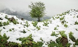 این 5 استان کشور منتظر بارش برف باشند 