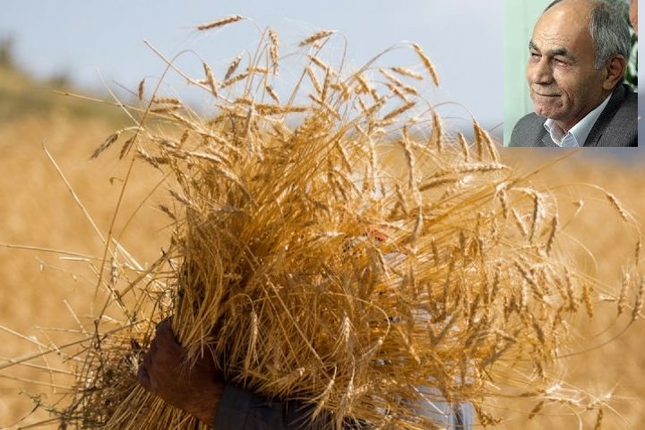 قیمت اعلام شده خرید تضمینی گندم «فریب کشاورزان» است/وسوسه قاچاقچیان برای فروش گندم آن سوی مرزها