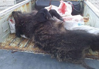 شکارچیان غیرمجاز گراز وحشی در پارک ملی گلستان دستگیر شدند / تأمین گوشت رستورانهای بینراهی از گوشت خوک