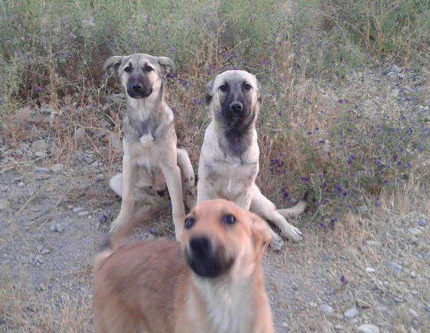 قتل عام 50 قلاده سگ در روستای خوشنام شهرستان ملارد