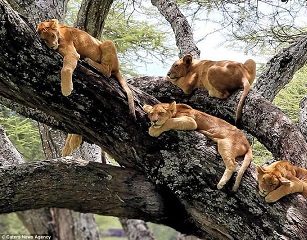 عکس/ فرار شیرها از دست پشه ها!