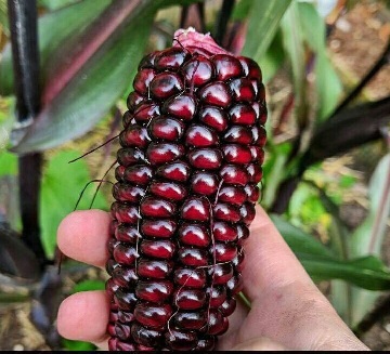 حاصل پیوند ریشه ی درخت انار با ذرت