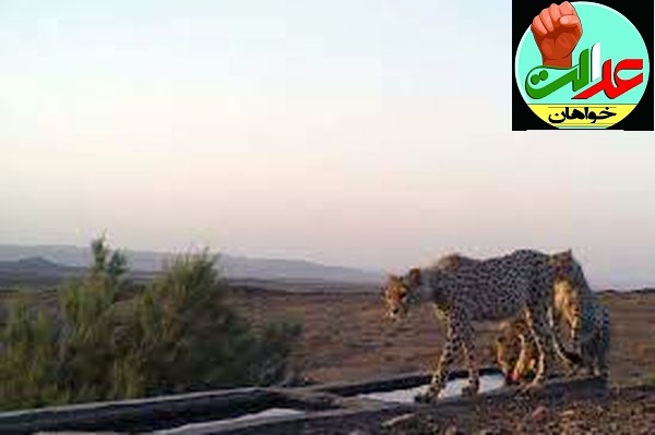 مشاهده 2 قلاده یوزپلنگ دریک شهر 