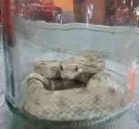 مار پرنده خود در سمنان زنده گیری شد