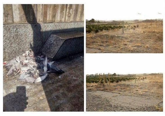 استخدام شکارچی درفرودگاه‌ مهرآباد! 