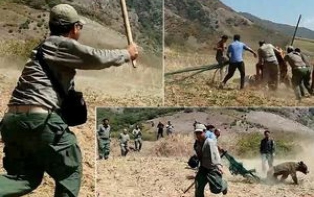 راز مرگ توله خرس گلستان/ ضرب و شتم توسط مسئولان + عکس و فیلم