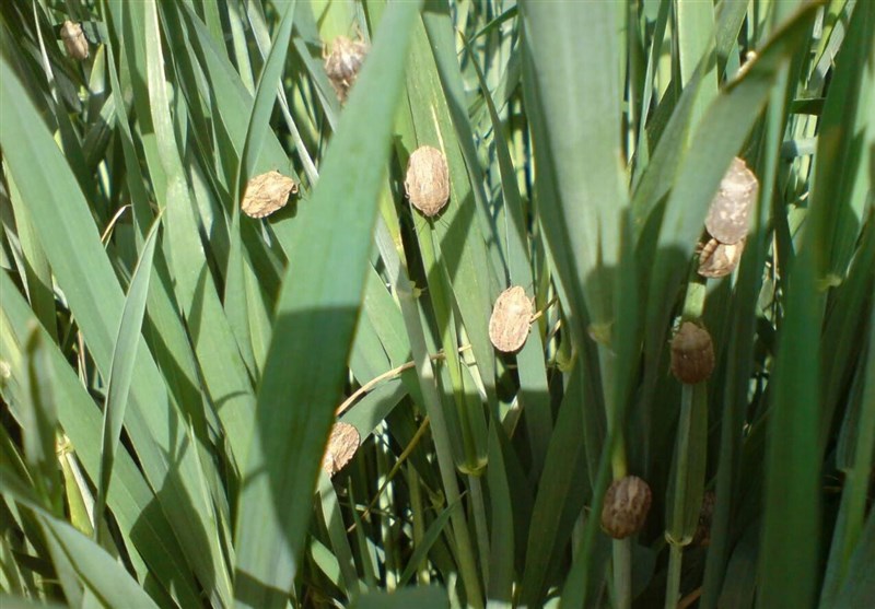 طلب ۵.۵ میلیارد تومانی جوکاران استان گلستان از دولت