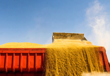 واردات گندم از سوی عده ای رانت خواران