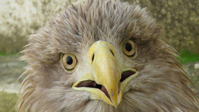 تحویل عقاب دریایی دم سفید به اداره محیط زیست + تصاویر