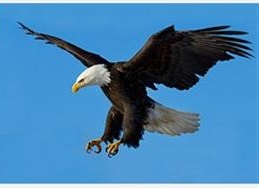نبرد عقاب ها در آسمان ایتالیا + عکس 