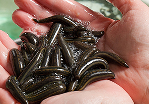 ارز آوری با پرورش زالو در گلستان