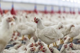 اطلاعیه مهم دامپزشکی گلستان در مورد آنفولانزای فوق حاد پرندگان/ گلستانی‌ها به صورت جدی از خرید طیور زنده بازارهای محلی خودداری کنند