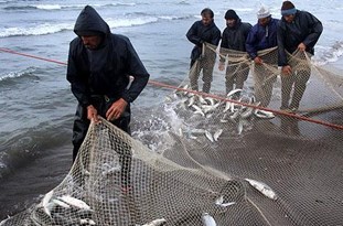 200 تن ماهی در گلستان صید شد/ 80 میلیون قطعه ماهی در دریا رهاسازی شد