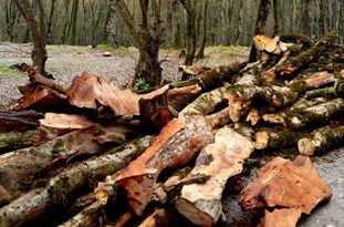 توضيحات مدیرکل منابع طبیعی گلستان درباره درختان قطع شده در النگدره