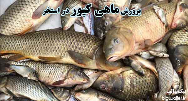 هزینه ساخت استخر یا حوضچه پرورش ماهی