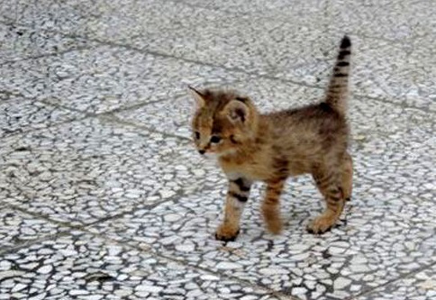 بچههای گربه جنگلی به محیطزیست غرب گلستان تحویل شد