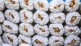 ورود 500 تن سیب زمینی تاریخ مصرف گذشته به استان گلستان 