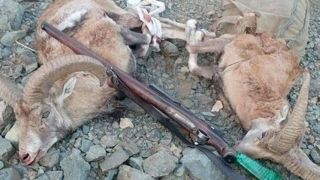 پژمانفر: اعطای مجوز شکار به دو آمریکایی قابل قبول نیست 