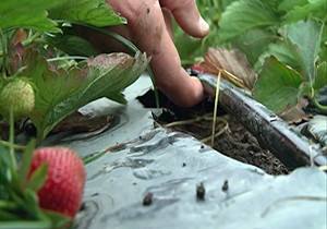 یک تیر و دو نشان مزرعه‌دار گلستانی + فیلم 