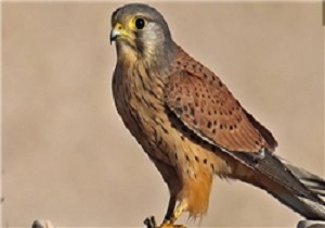 کشف پرنده کمیاب گرانقیمت در بندرترکمن