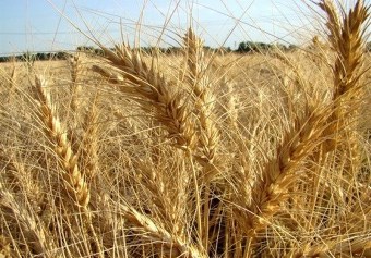 وعده استاندار گلستان برای پرداخت مطالبات گندمکاران تا ۲ ماه آینده