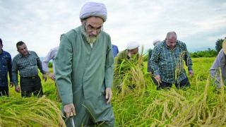 امام‌جمعه و نماینده ولی‌فقیه در میان شالیزار 