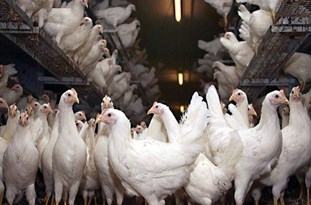 تاختن قیمت مرغ در بازار گلستان/ جای خالی مرغ و تخم‌مرغ در سفره‎های مردم گلستان