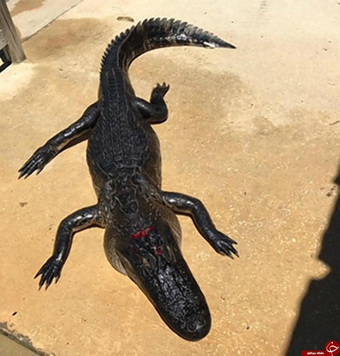 فرار معجزه آسای دختر 10 ساله از دست تمساح 3 متری +تصاویر 