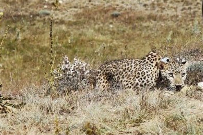 هیرکان نمرده؛ زنده است