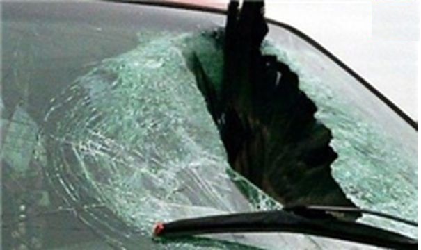 پرندگان جان باخته در برخورد با ساختمانهای شیشهای+تصاویر