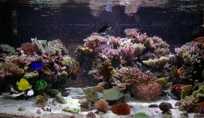 مرز نابودی 10هزار هکتار سواحل مرجانی با توسعه پارس جنوبی/ نابودی کامل مرجان های کره زمین تا 30 سال آینده 