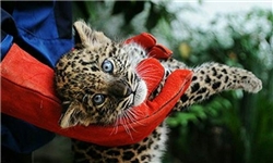 سازمان محیط زیست چه زمانی به فرافکنی پایان می‌دهد؟