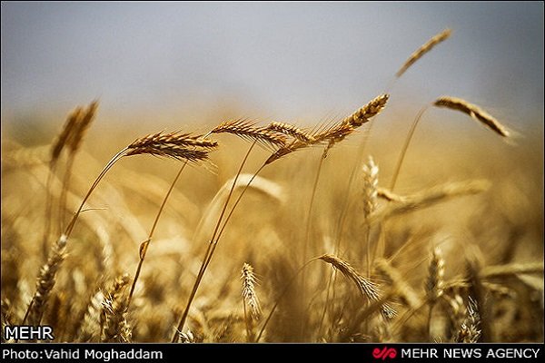 ۵۰ درصد مطالبات گندمکاران واریز شد/ خرید ۱۲۵ هزارتن کلزا