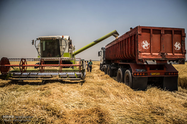 گندمکاران گلستانی1128میلیارد تومان از دولت بدهکارند