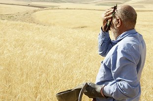 کشاوران با فروش محصولات به دلالها خسارت مالی می بینند