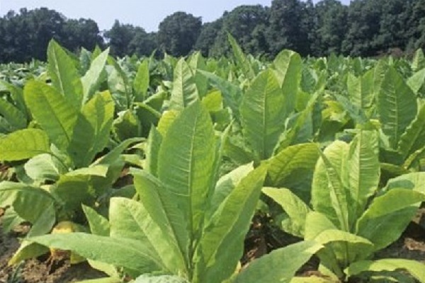 کشت 65 درصد توتون کشور در گلستان