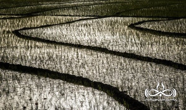 شالیزارهای گلستان در عطش بی تدبیری بلعیده می شوند