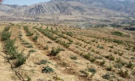 تحقق اقتصاد مقاومتی در روستاهای گلستان