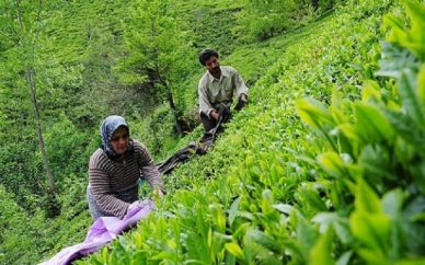جلوی مافیای چای گرفته شود 