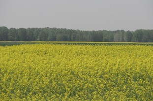 235 هزار هکتار از زراعت محصولات پاییزه در گلستان بیمه شد