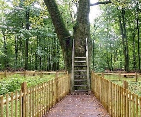 عجیب ولی واقعی/این درخت آدرس پستی دارد!