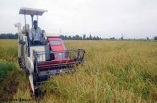 کشاورزان گلستانی بیش از یکهزار و 501 دستگاه کمباین را خریداری کردند